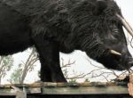 Beasts-of-the-Southern-Wild_01.jpg